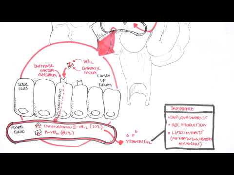 Vitamin B12 Digestion and Absorption