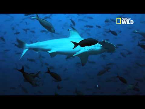 Le requin marteau halicorne, espèce en danger !