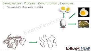 #Chemistry #Biomolecules #Denaturation of #proteins, #Examples #CBSE #class12#exam
