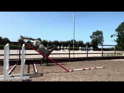 3yr old colt - Image 2