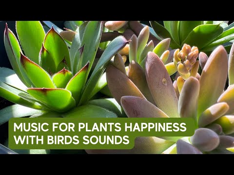 Music for Plants Happiness with Birds Sounds; Stimulate Plants Growth and Happiness