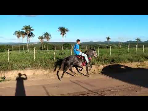 Cavalo cardão Marcha picada  BA - Senhor do Bonfim