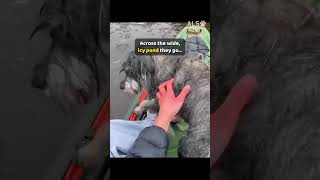 A dog is swimming in an icy pond, so a kayaker paddles out 🐶❤️  #DogRescue #AnimalRescue