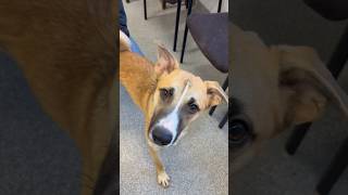 Video preview image #1 Borador Puppy For Sale in Huntley, IL, USA