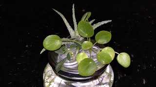 Chinese Money Plant growing in water update