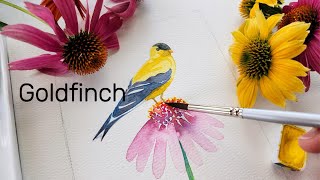 Watercolor Goldfinch and Coneflower 💛