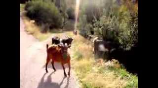preview picture of video 'Δίγελα Καλάβρυτα  Αχαία γίδια κοπάδι (sheep and goats in Greek countryside)'