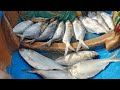 Ilish Fishing AnglerRahulPatel Hilsa Fish Modar Fishing