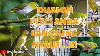 Download lagu Masteran pleci ngalas bukaparuh full tembakan terbaru 2020 mp3