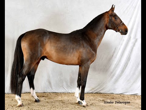 I Love You de Courcel (Connor x Verdi TN) 3 years old stallion
