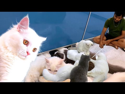 Onnu kooditanga🐱koduma Kitchen cupboard ah pichu edukuranga😇Aluku oru pakkam oduranga koduma🙄