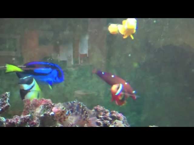 Large Tropical Fish Tank at Dental Office Revisited in 10 Months