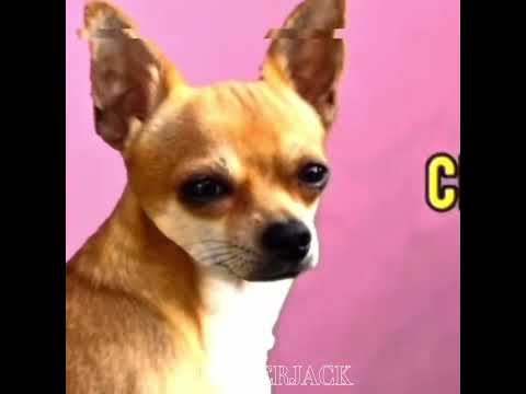 Taco Bell? #tacobell #dog #fastfood #food