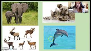 Eutherian Mammals (Zoology 5/4/2020)