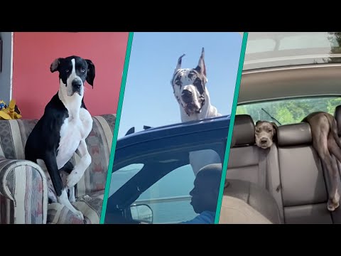 The Best Great Dane Compilation On The Internet 2023 | Majestic And Goofy Moments Caught On Camera