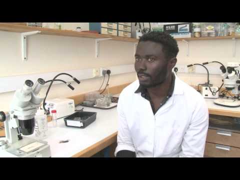 Biofumigation research: Bruno Ngala