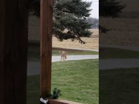 Coyote smells our dog 😳