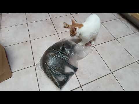 Cat in the bag Zarina and Cheech