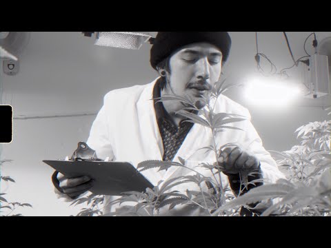 NugLife - All I Wanna Do [Official Video]