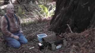 preview picture of video 'FORTUNA ~ Singing Redwood Tree (Connected Root to Bark) ~ Sample #1'