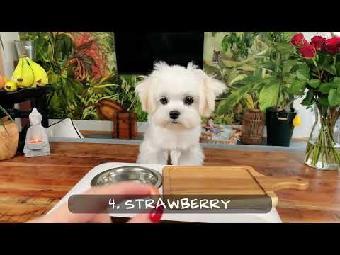 Maltese Puppy - Food Tasting Test 🐶