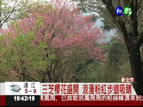 三芝櫻花大道盛開 遊客慕名而來