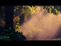 Neotropic ~ Weeds