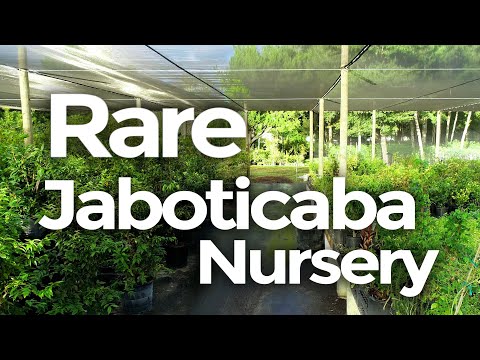 RARE Jaboticabas, Thousands of Edible Plants + More! This FL Nursery is EPIC!