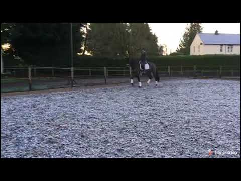 Grey Diamond Rheinlander Gelding Grey Flanell x Royal Diamond