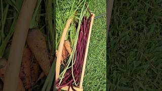 Carrot 🥕  & Long Bean Harvest || DHBG #gardeningtips #garden #gardening #carrots