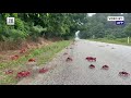 Millions Of Crabs Pour Over Roads In Australian Migration