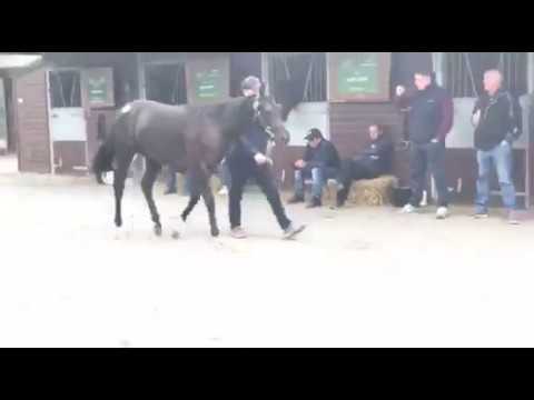 Requinto ex Mattinata 2016 colt (Keith Dalgleish)