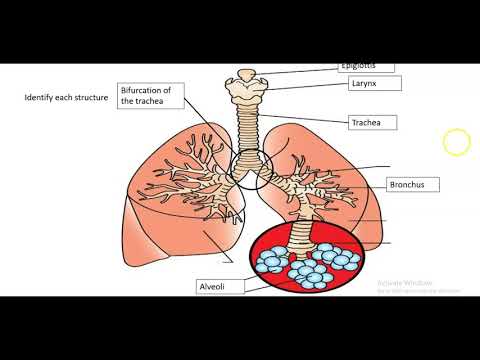 Diagrams Review Powerpoint (VETERINARY ASSISTANT EDUCATION)