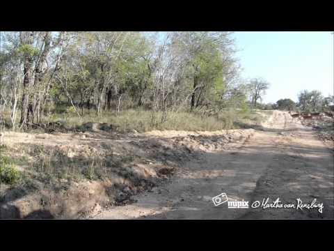 Leopards Are Nature's Acrobats - Incredible Predator