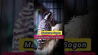 Download lagu MASTERAN SOGON MATERI PELATUK SAMPIT MIX KENARI mp3