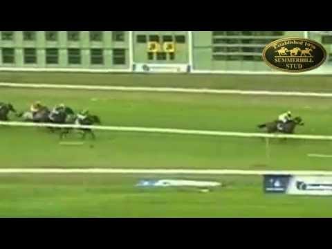 CAPE ROYAL - 2011 SUMMERHILL READY TO RUN GRADUATE