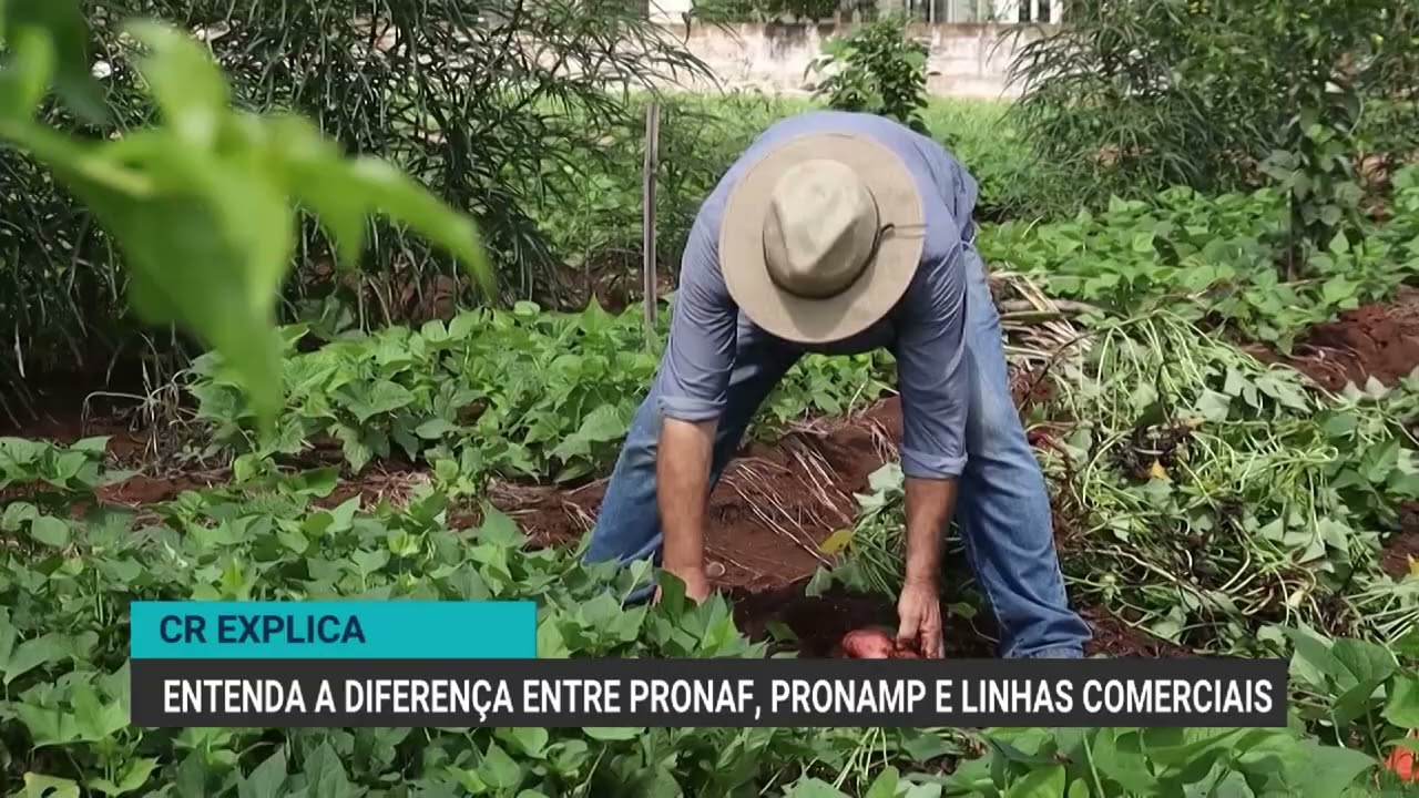 Pronaf, Pronamp ou crédito comercial: qual linha de crédito rural escolher?