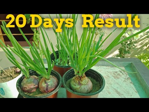 How to grow Onion and garlic 20 Days Result. Video