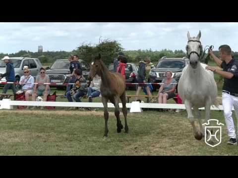 NF169 Stutfohlen von Million Dollar - Caretino - Lord