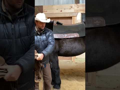 How to Saddle a Tall Horse #basichorsestuff