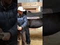 How To Saddle A Tall Horse Basichorsestuff
