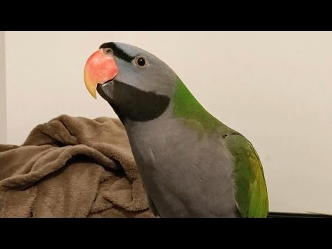 Can I Have a Kiss? - Jet the Parrot Asks for Kisses