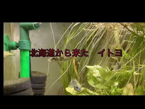 園芸 イトヨ、巣を作る魚