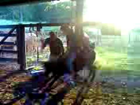 everton no sitio das goiabas