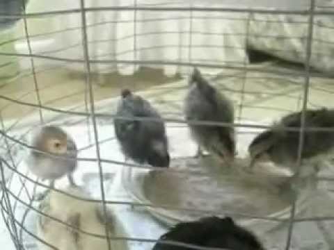 Chicks Play in Sand- two weeks old