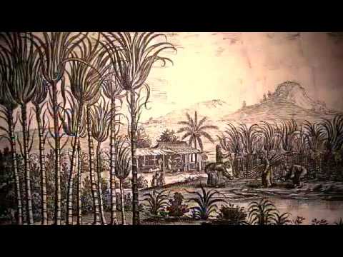 Tudo o que você deveria saber sobre a Cachaça ( História, Produção, Cursos, Sommelier etc)