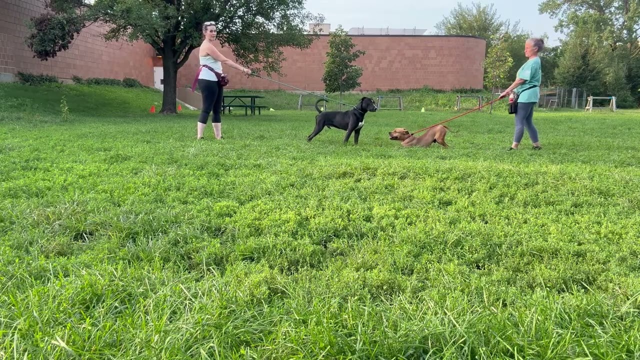 Davide's Leash Test