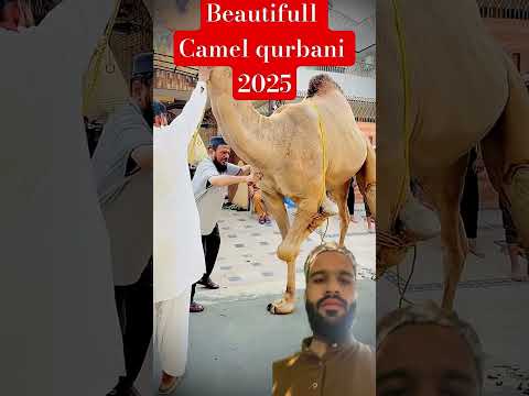 Amazing camel 🐪 qurbani 🔪🔪