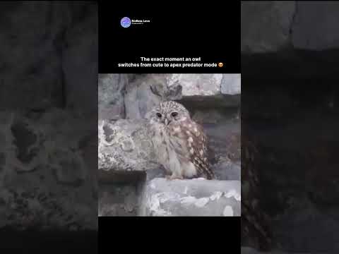 The exact moment an owl switches from cute to apex predator mode 😍