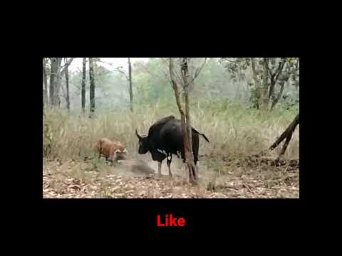 TIGER vs GAUR #tiger #apexpredator #indianwildlife